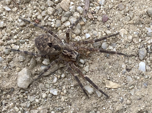 Picture of our mascot, the wolf spider